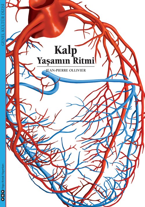 Kalp – Yaşamın Ritmi