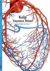 Kalp – Yaşamın Ritmi